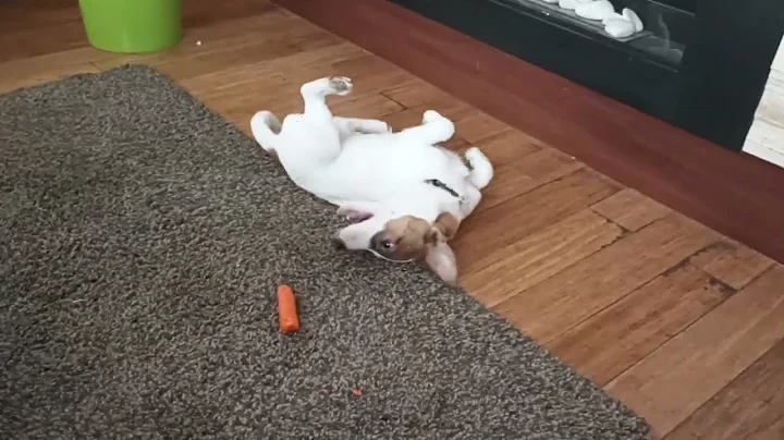 Jack Russell terrier - Jacek and a carrot - Jacek ...