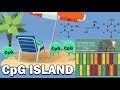 Understanding DNA and CPG Islands