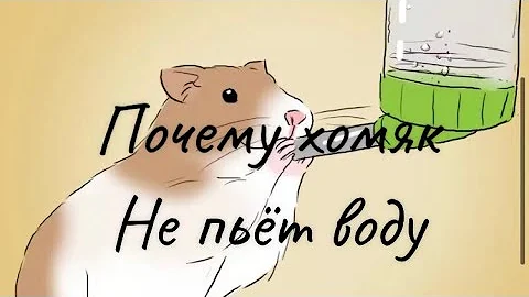 🐹Почему хомяк не пьёт воду🐹