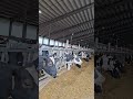 4500 krów i biometanownia od 24 lat!