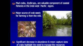 Elvira O. Tan Memorial Award | Dr. Emilia Quinitio | Domestication of the mud crab Scylla serrata