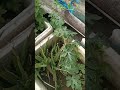 #dheeth_puns with new vlog😱😱 #chat pr ki baagbaani fruit vegetable #trending vlog #youtubevloggers