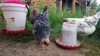 can ducks live in a chicken coop 4