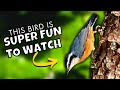 The Incredible Things Red-breasted Nuthatches Can Do