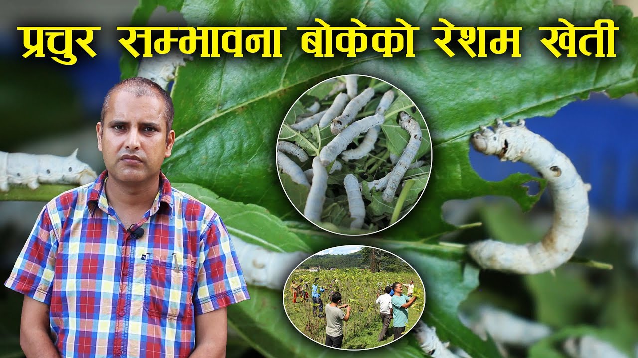 रेशम खेतीमा किसानको आकर्षण घट्दो तर सम्भावना भने प्रचुर - Resham bikash kendra,Khopasi