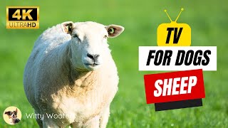 Nature TV for Dogs! Soothing Nature Scenes with Sheep  Witty Woofers