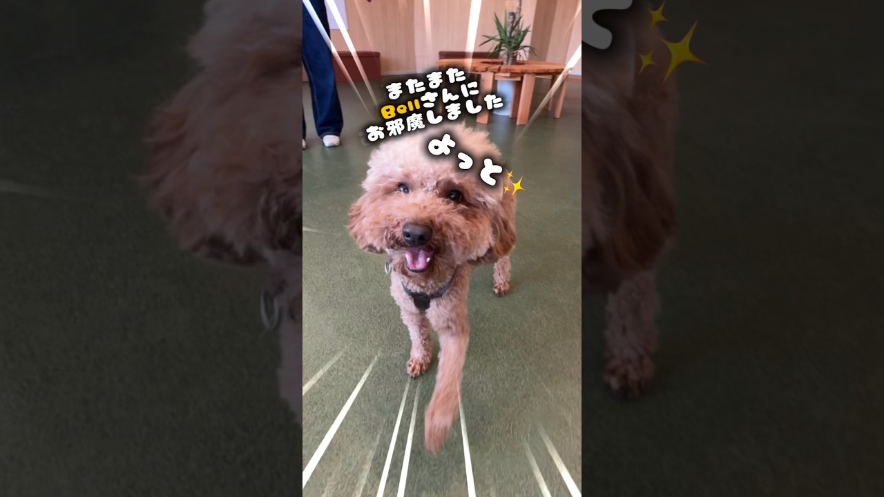 Bellさんに行ったのは夢か現実か…🐶🐾‪‪