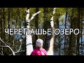 Черепашье озеро. Маклок. 20 черепах в живой природе! Очень прикольно!