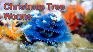 Christmas Tree Worms