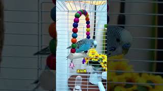 Cute Parrots React to Their New Home 🏠🦜Bird Cage Upgrade That Made Them Happy ❤️