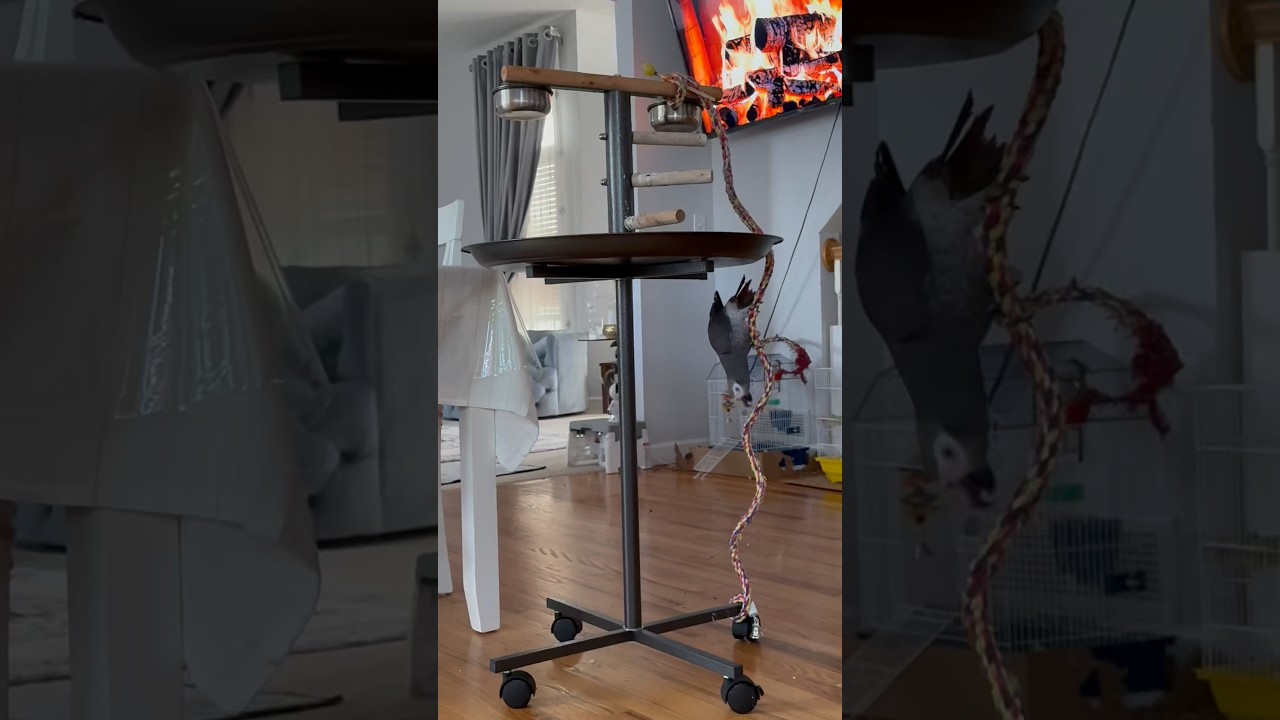 Когда дома 4 попугая🦜