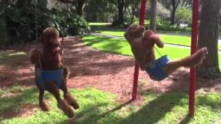 Super Dog Max Content