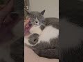 #marshall #cute #cutecat #pets #scottishfold