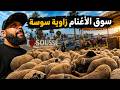 جولة في سوق الأغنام بطوار علوش العيد بمدينة سوسة 