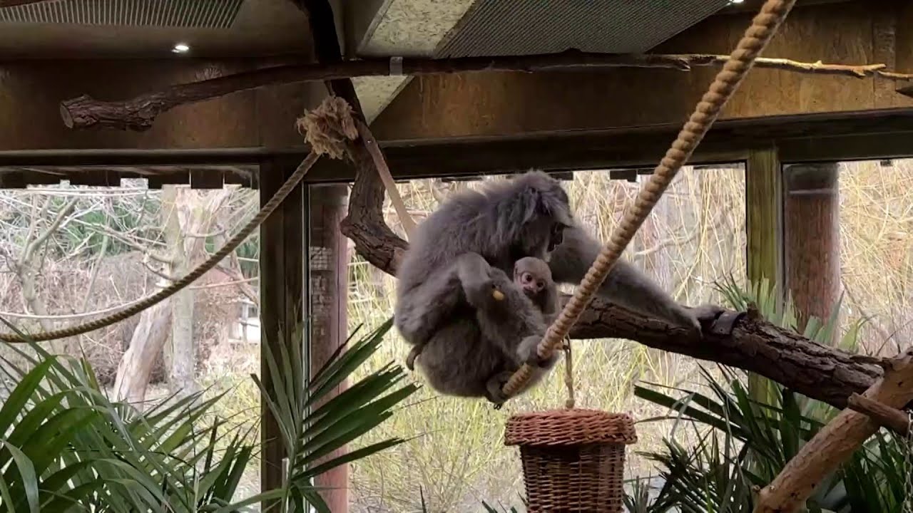 V Zoo Praha řádí nemladší člen gibonů: Roční sameček Bayu dělá první krůčky k samostatnosti