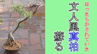 文人風がよみがえる真柏 - YouTube
