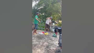 Câu cá trúng ổ cá tra