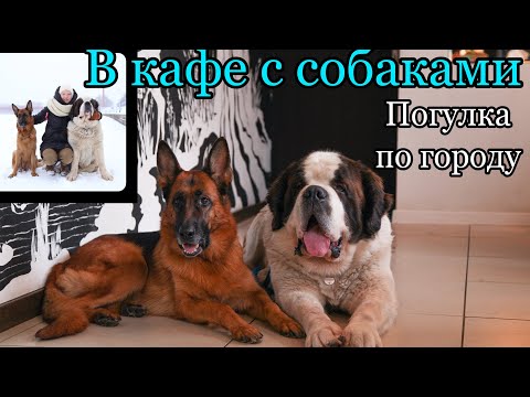 Vlog: поход с СОБАКАМИ в DOG-FRIENDLY КАФЕ | Прогулка с центре города