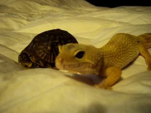 lizard skin grips Box turtle and Leopard gecko hanging out together