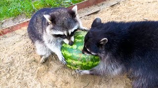 REACTION OF BEAVER AND RACCONS TO A WHOLE WATERMELON