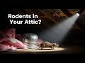 Frisco Rodent Control | Rat & Mouse Removal, Trapping & Exclusion