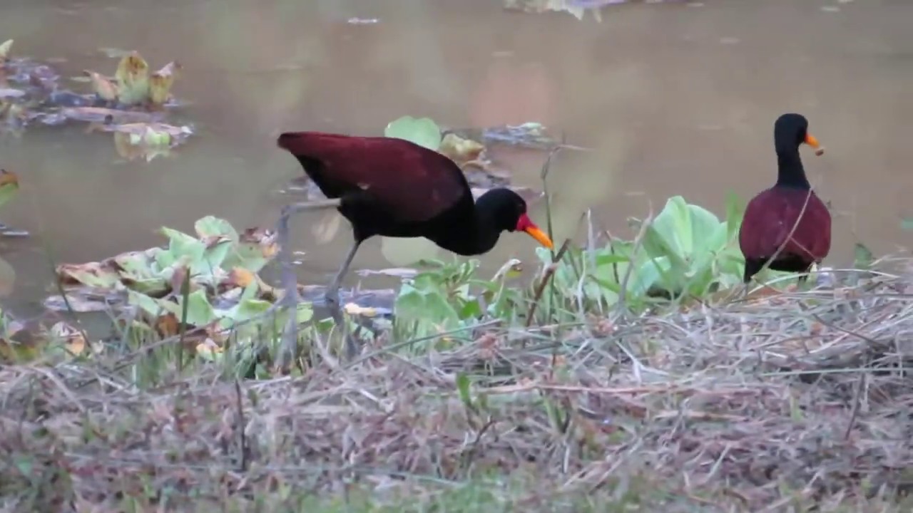Wattled Jacanas (Jacana jacana)