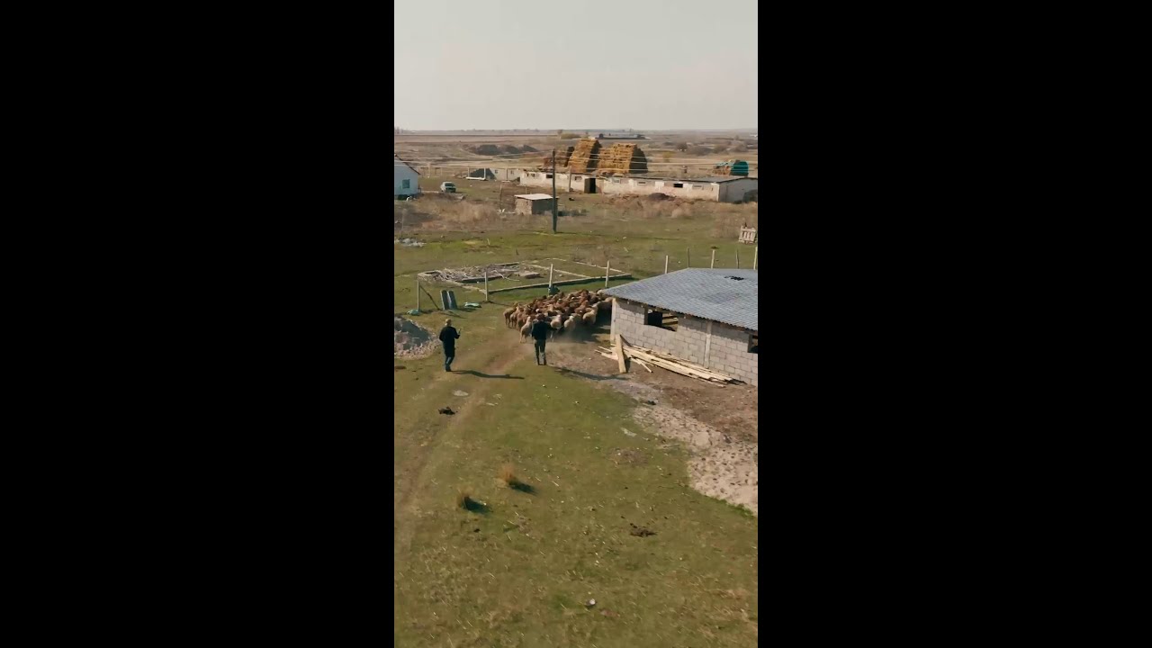 Dit had Hakken over de Sloot kunnen zijn 😂🐑 #PotjeRijdenKirgizie #HakkenoverdeSloot