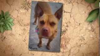 Celebrity Petunia (A14048570 - PSPCA) Net Worth