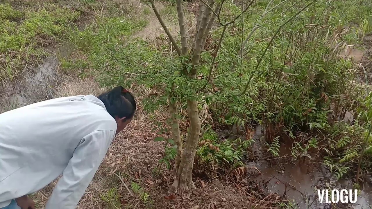 Ketemu babon anting putri di lokasi mancing 😁