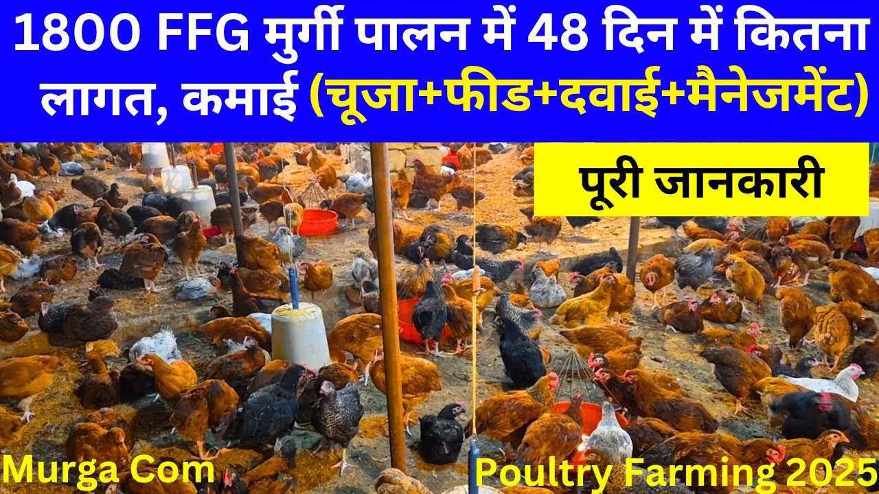 1800 ffg मुर्गी पालने में कुल लागत और कुल कमाई A To Z पूरी जानकारी #ffgmurgi #poultry #murga #murgi