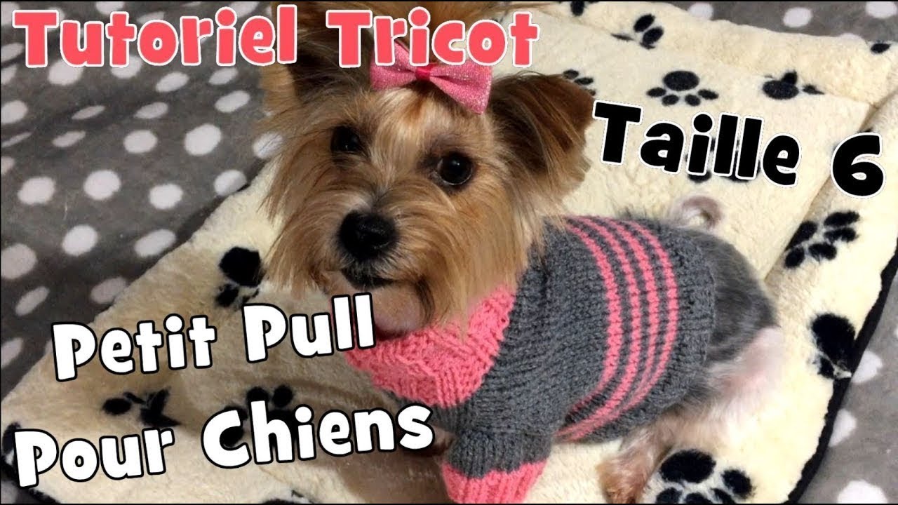 DIY Tricot Petit Pull pour chiens de