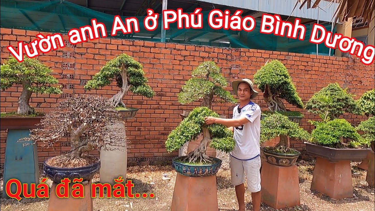 Ngắm nhìn khu vườn Bonsai tuyệt đẹp của anh An ở Phú Giáo Bình Dương