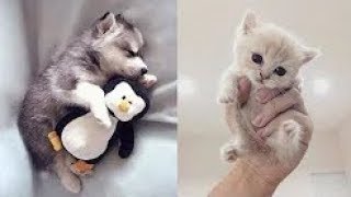 Cutest and Funniest Animals 2019 - So funny videos