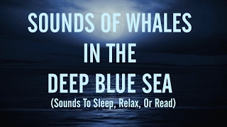 🐋 SOUNDS OF WHALES & HOWLING WINDS( Sleep, Relax, Or Read)