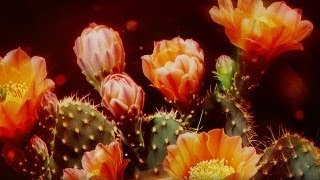 Codeko & Ella Poletti - Keep Smiling Lost In Dreams