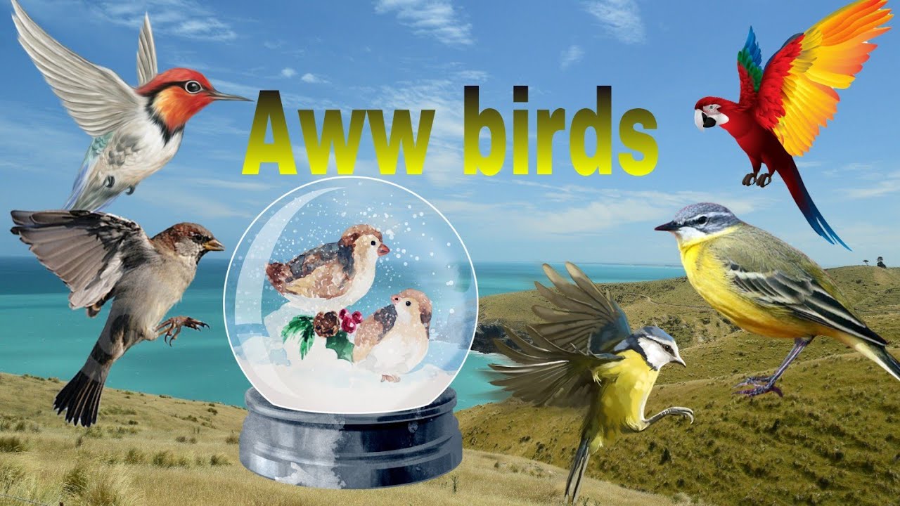 The Sound of Familiar Birds: Parrot, Pigeon, Peacock, Goose, Duck, Hawk, and Kova / Aww birds