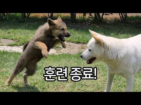 애나 훈련병! 이제 전역해도 좋습니다!