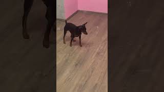 Miniature Pinscher Jimmy and Bubbles