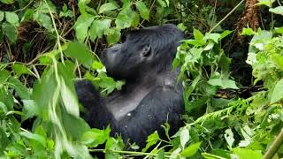 Mountain Gorilla Silverback Snacking