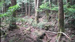Aokigahara Forest 098.AVI