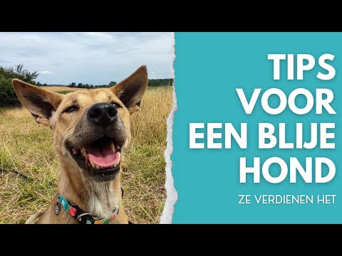 Video: Heb je echt je hond nodig?