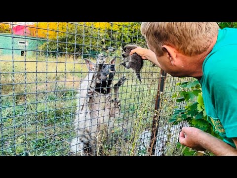 Смехота! Как Олег Зубков и енотик тема учили гиен что пора заводить детей)