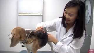 Yuan Kang '17: Student Life as a Cornell Vet Student