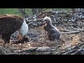 Decorah NN~Food stuck in the throat of the eaglet~5:58 AM 2019/04/22