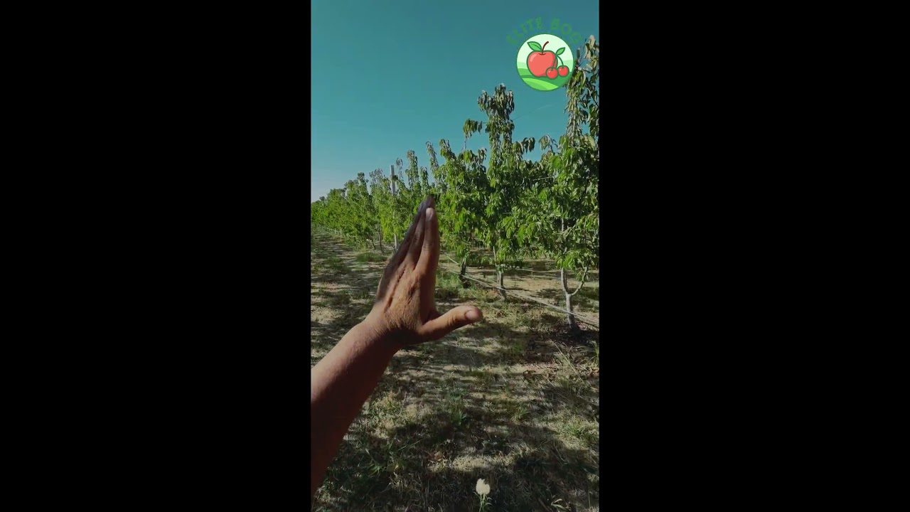 Intensiv gilos bog’larida nima uchun daraxtlarning bo’yi pakana?