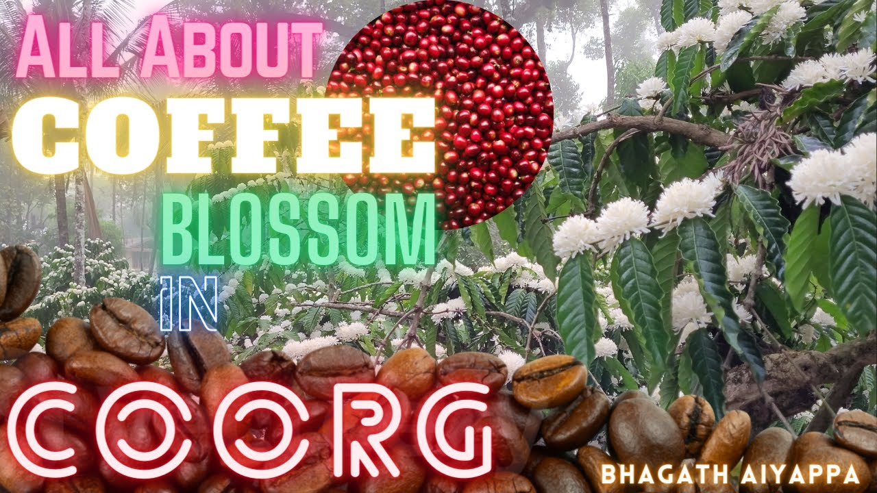All About Coffee Blossom In Coorg.