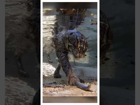 Кот рыбак, да ещё и отличный пловец!