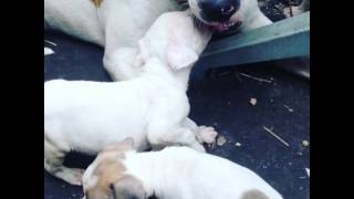 Bender Papa E Il Suo Cucciolo