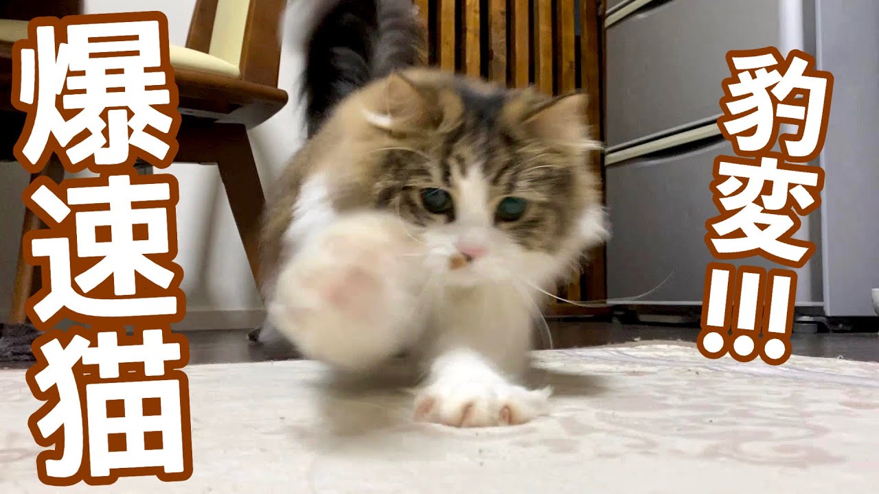 いつもおっとりした猫が激しくなる瞬間がこちらですｗ Youtube