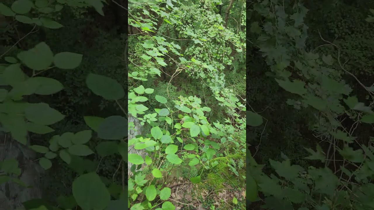 This is much easier to see in the winter!